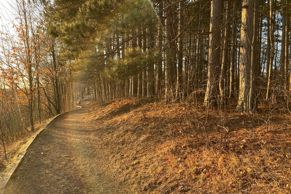 An autumn trail curving through tall pine trees.