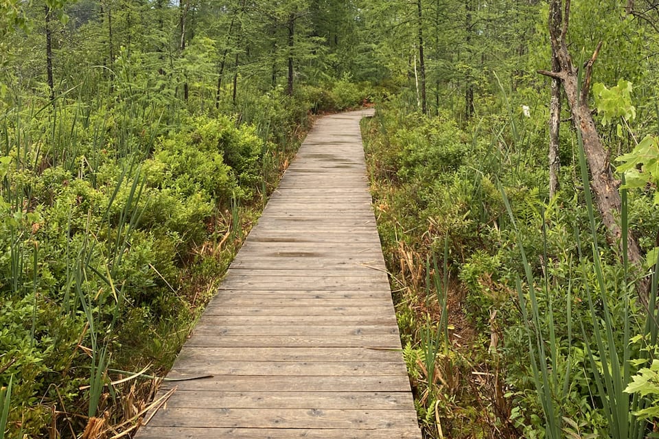 A narrow boardwalk passing through young evergreen trees.