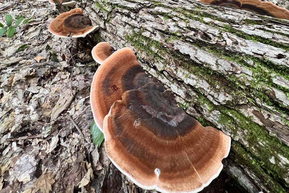 Layered bracket fungi growing on a log in a green forest.