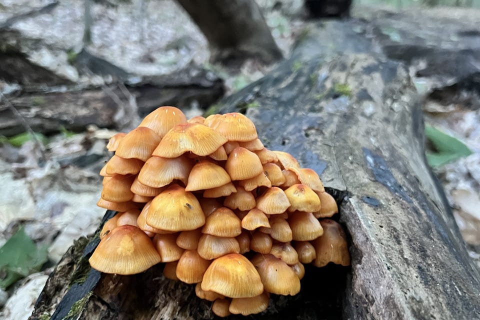 A cluster of small mushrooms growing on an old stump.