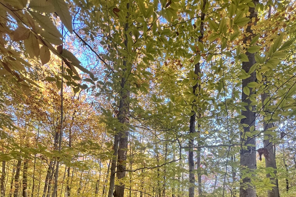 Golden leaves and slender trees in an autumn woodland.