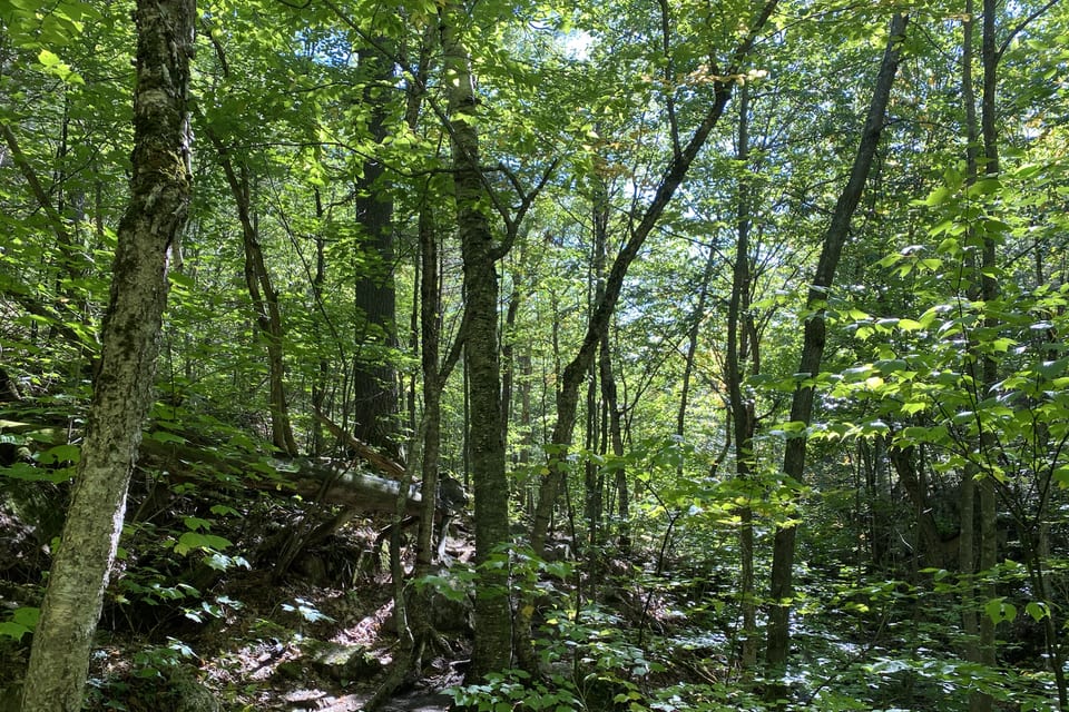 Sunlight filtering through a dense green forest.