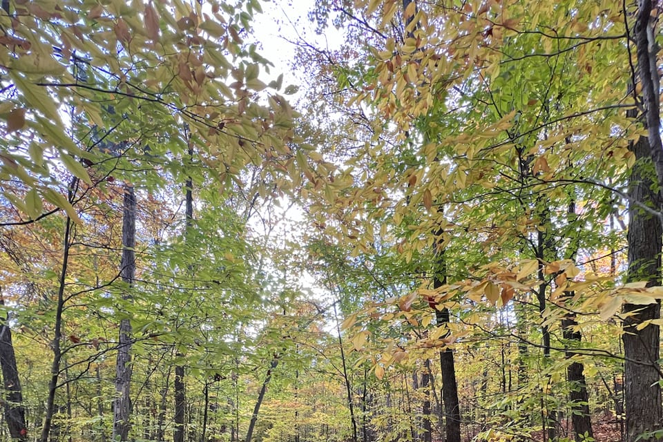 A leaf-covered trail running through an autumn forest.