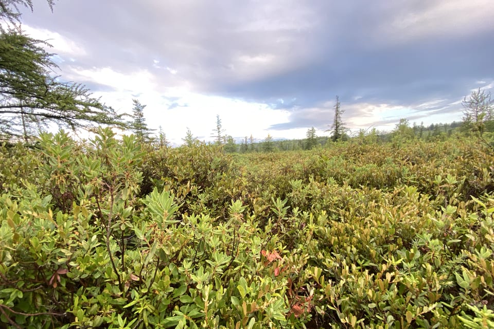 Low green shrubs spreading beneath a cloudy sky.