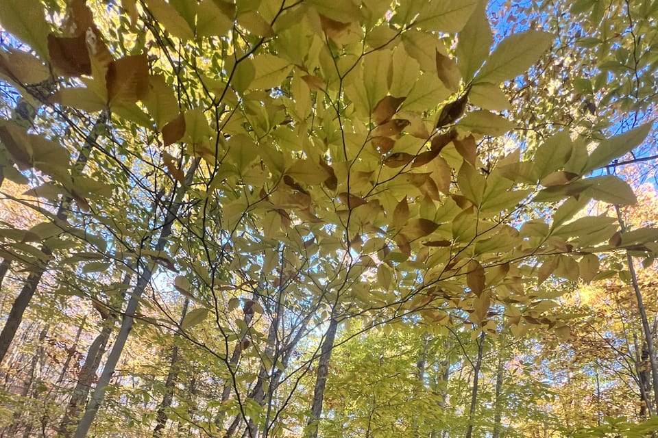A narrow trail passing through autumn leaves.