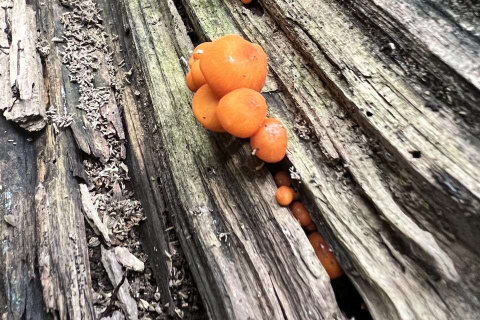 Small orange mushrooms growing along a fallen log.