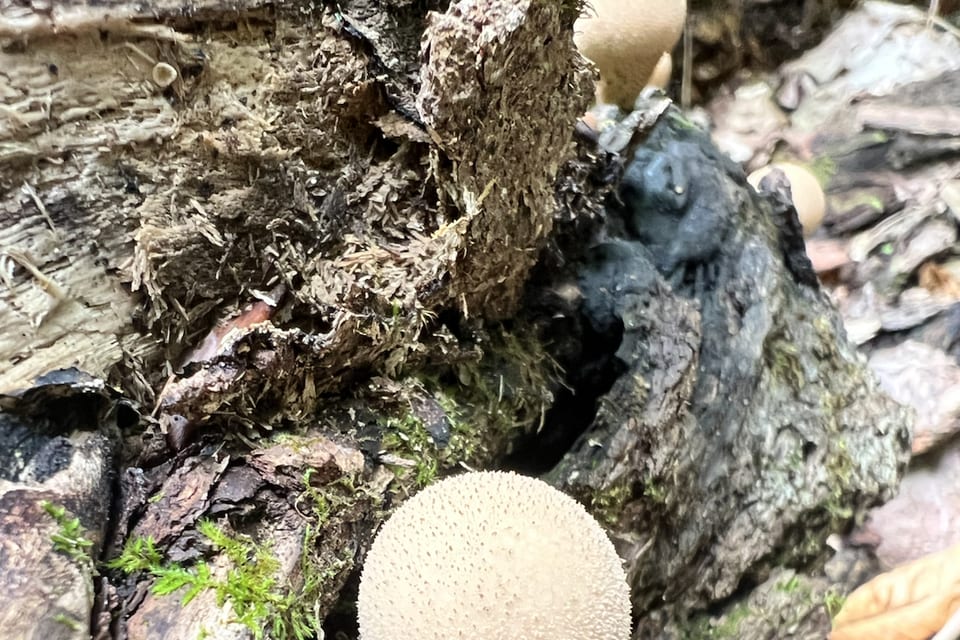 Round pale mushrooms growing from a forest log.