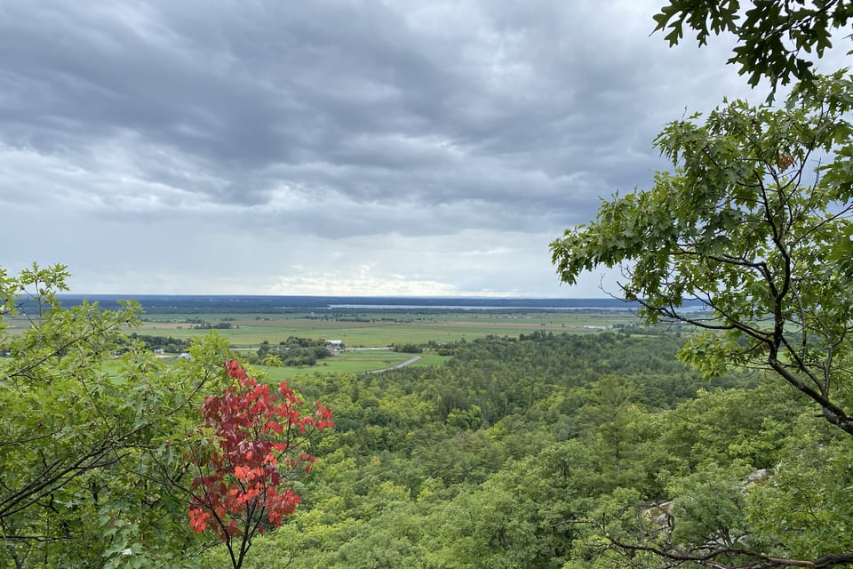 A red-leaved tree standing above a green valley.