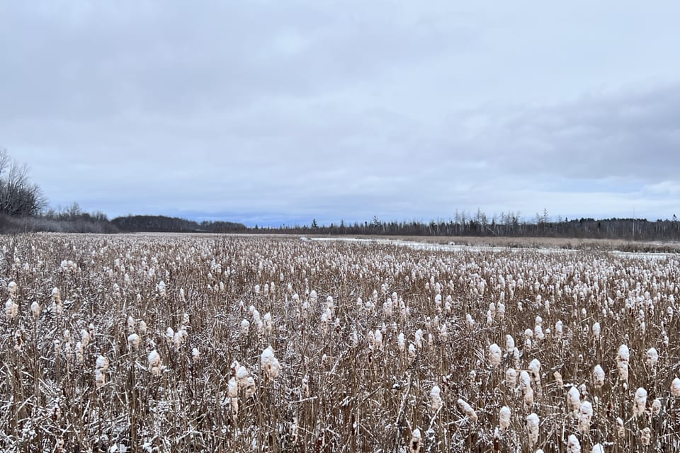 A quiet wetland lightly covered with snow.