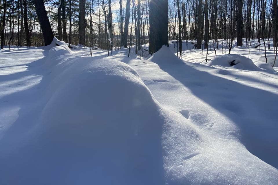 A snow-covered path curving through a quiet forest.
