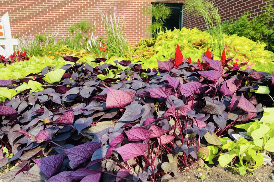 Colourful summer foliage growing in a garden.