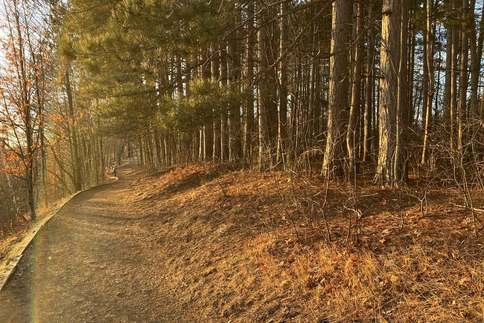 A sunlit path winding through an autumn forest.