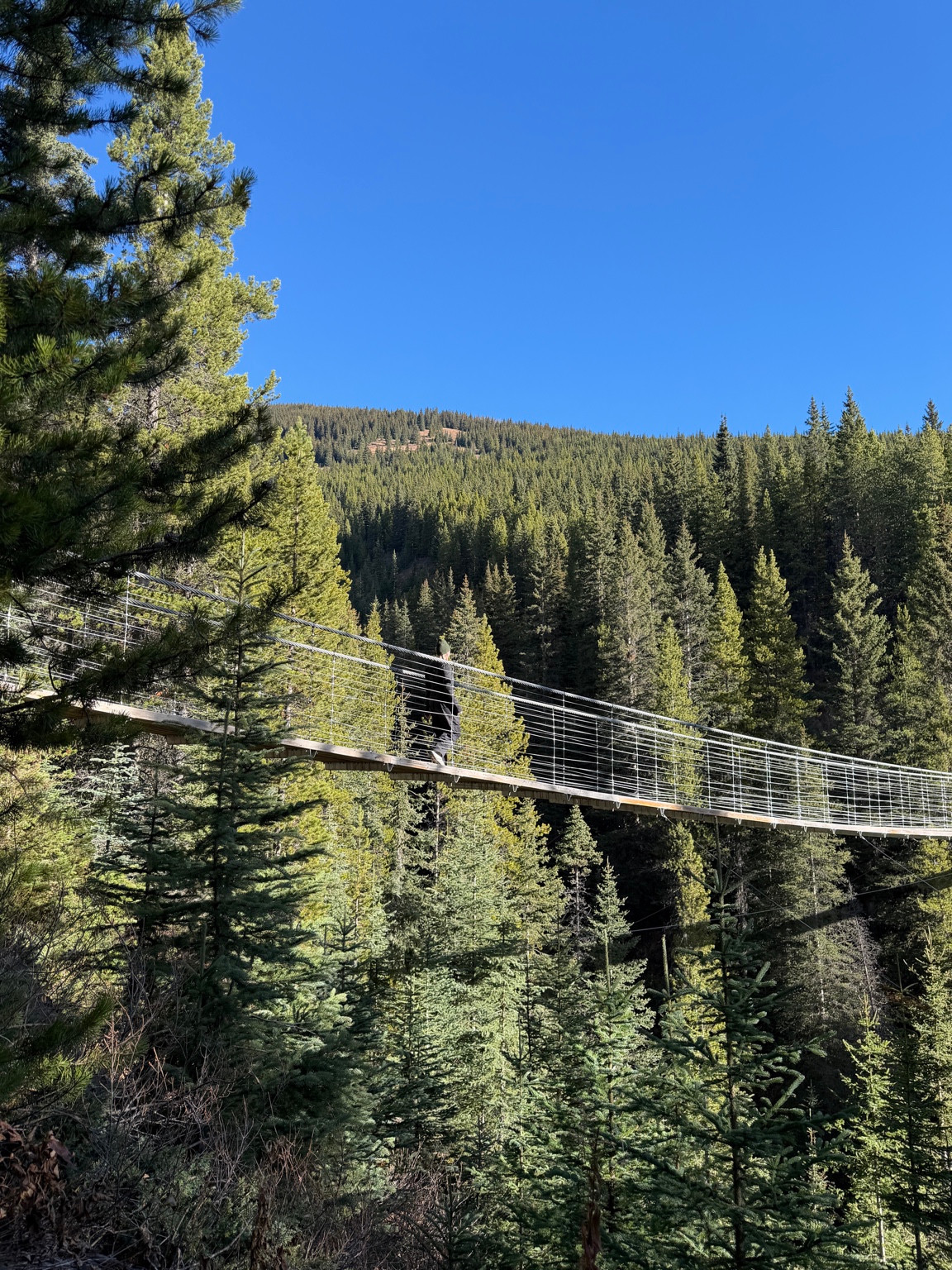 A person crosses a suspension footbridge above an evergreen forest.