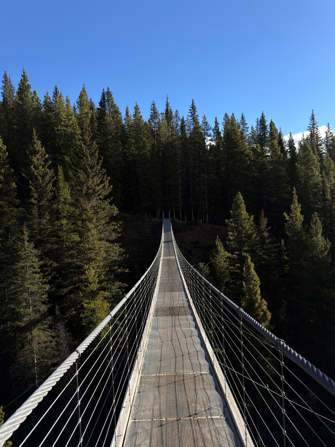 A suspension footbridge leads straight into an evergreen forest beneath a clear blue sky.